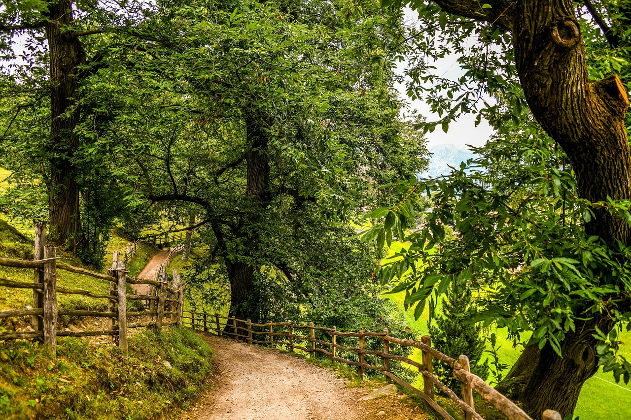 Passeggiata tra boschi in Trentino, sentieri alpini immersi nella natura.
